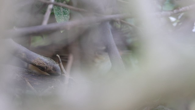 Middendorff's Grasshopper Warbler - ML636166062