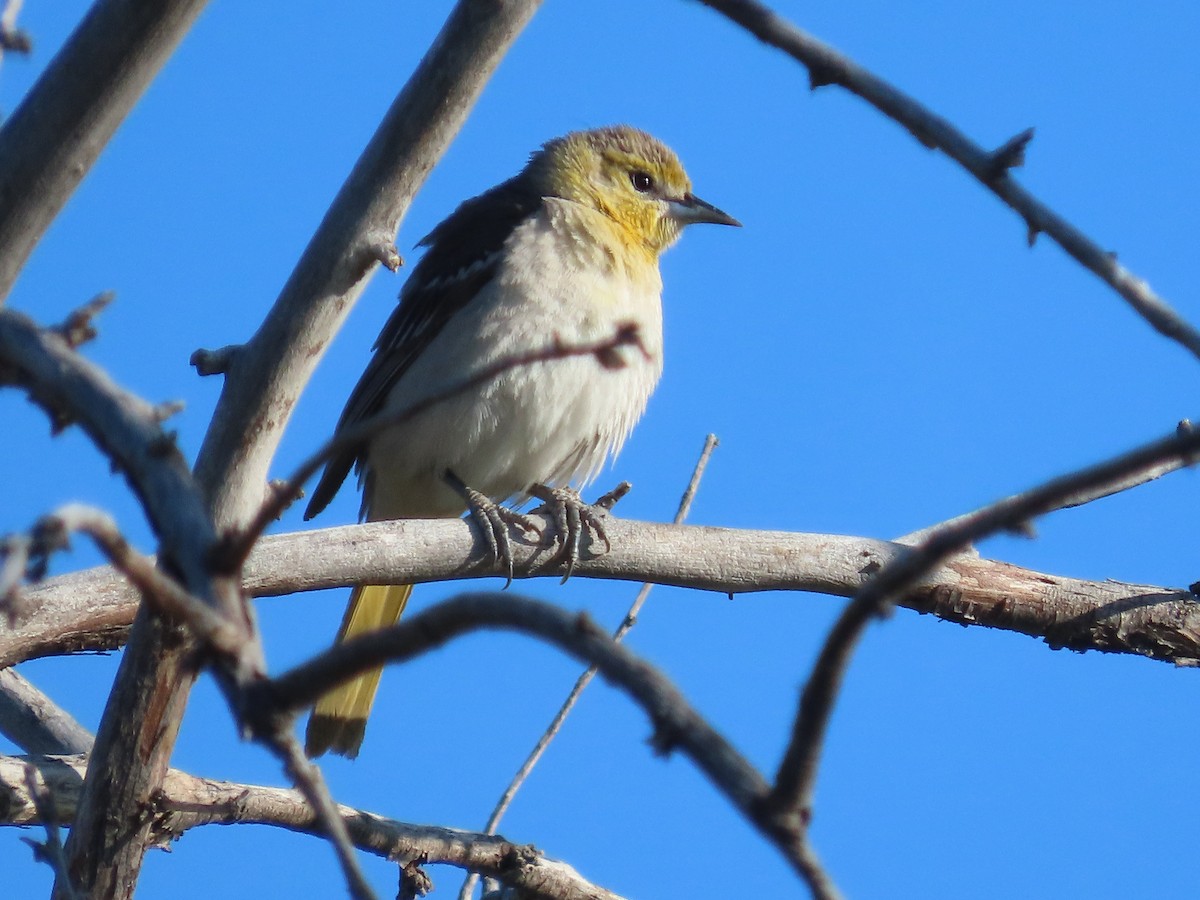 Bullock's Oriole - ML636166071