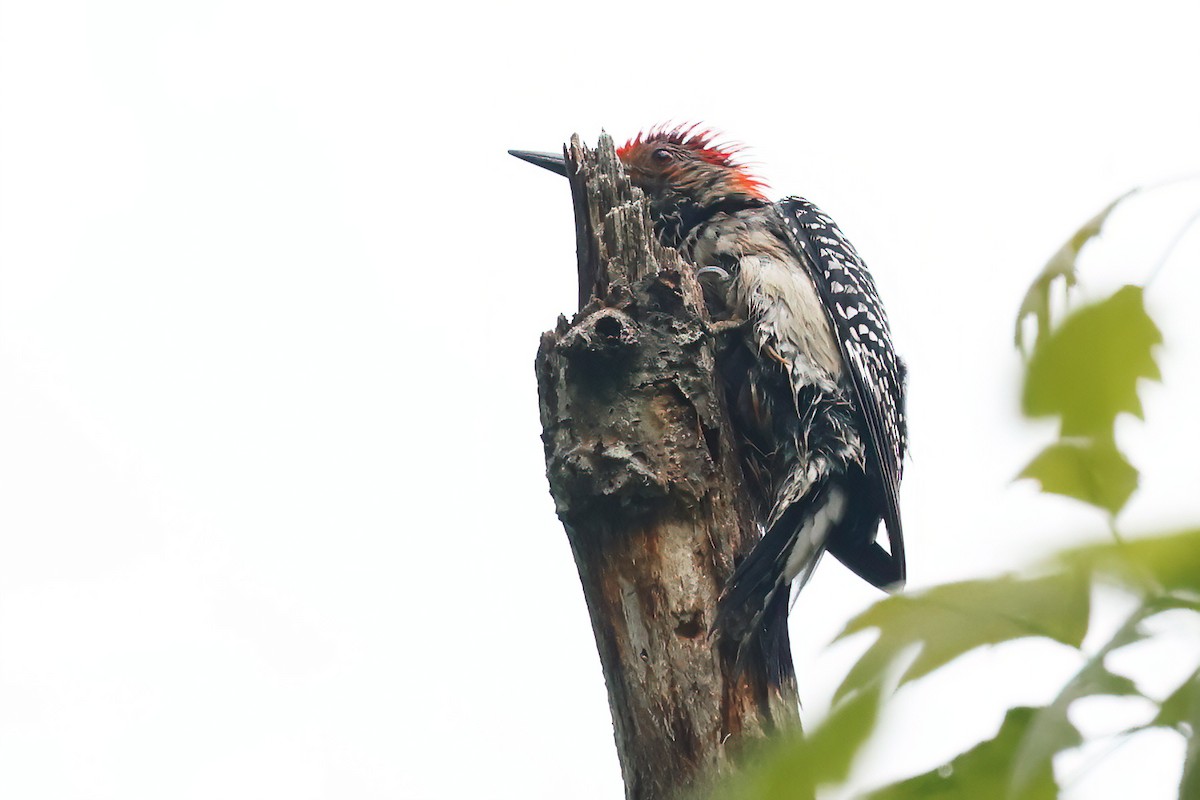 Red-bellied Woodpecker - ML636166082