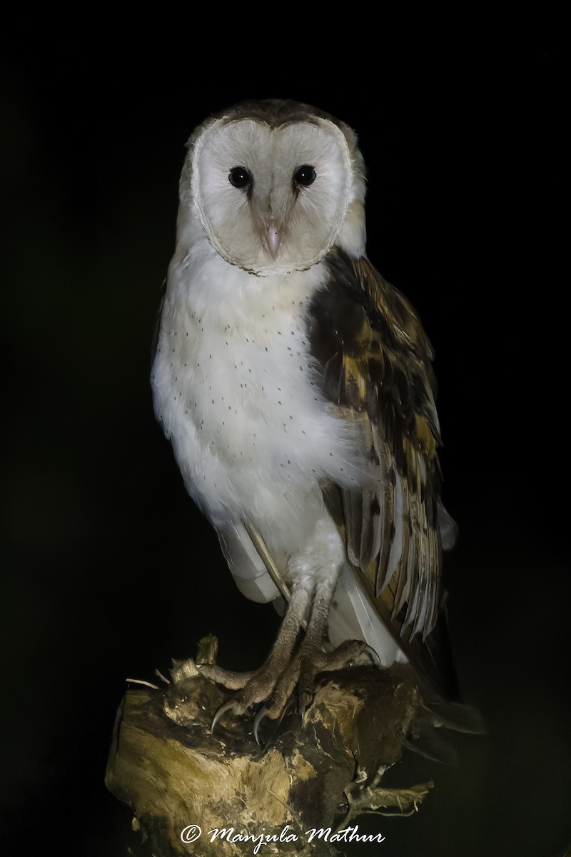 Australasian Grass-Owl - ML636166112