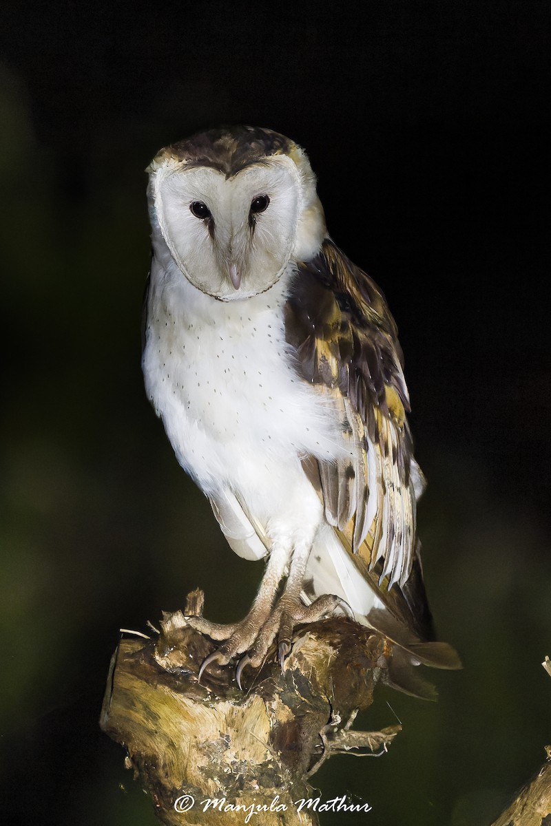 Australasian Grass-Owl - ML636166113