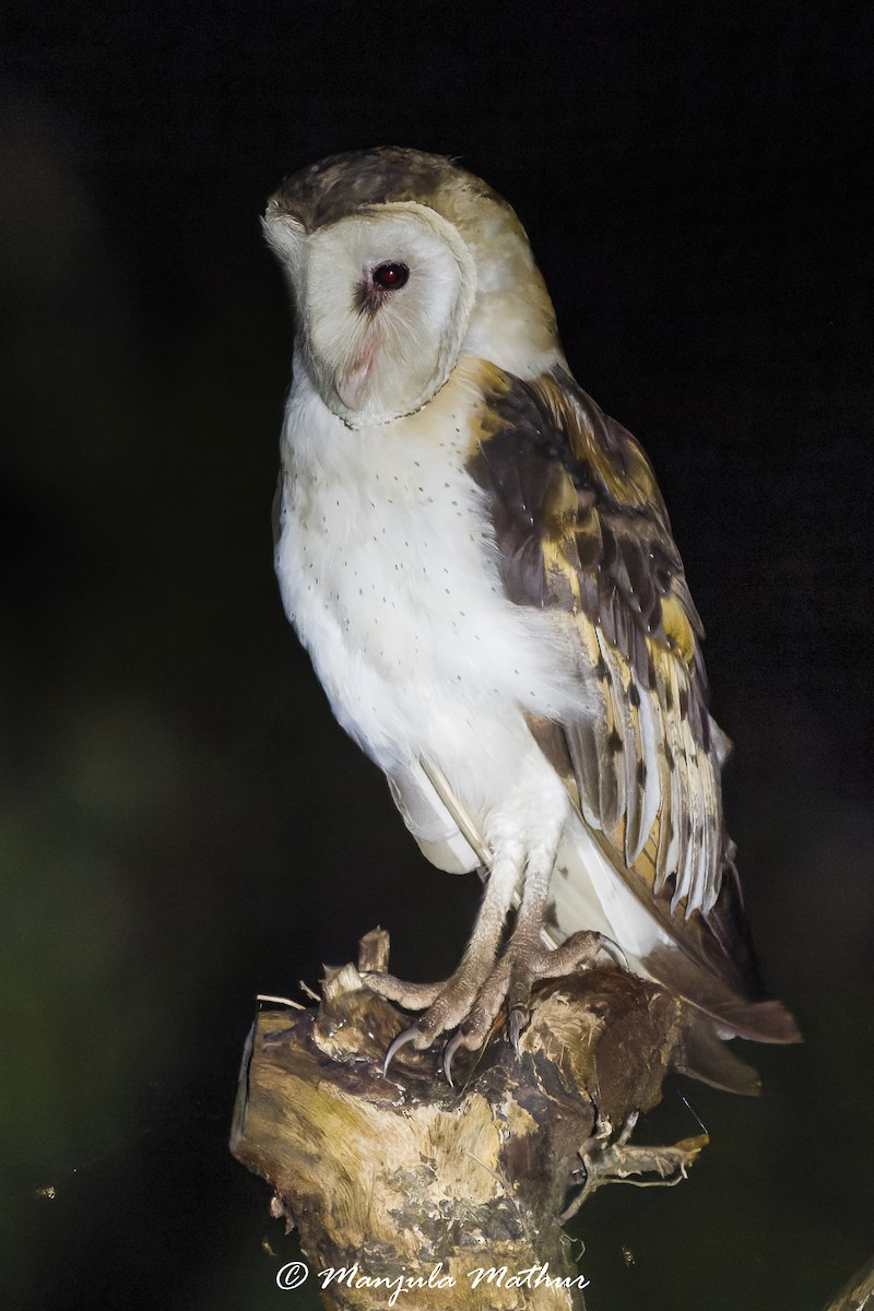 Australasian Grass-Owl - ML636166119