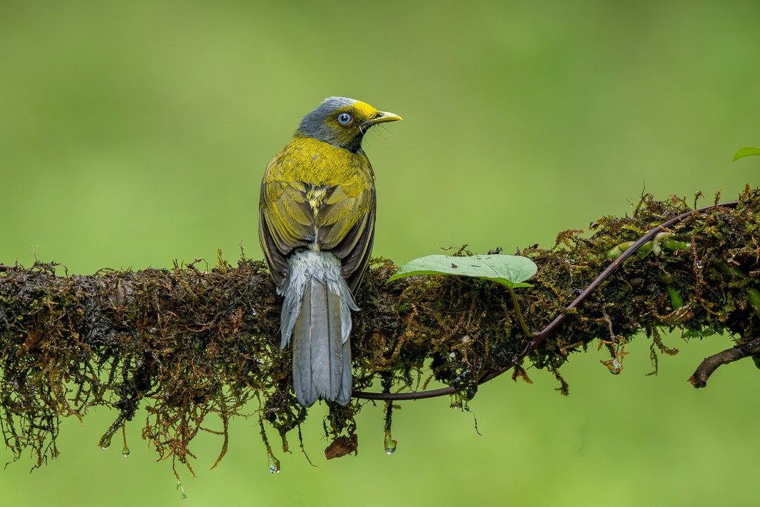 Gray-headed Bulbul - ML636166307