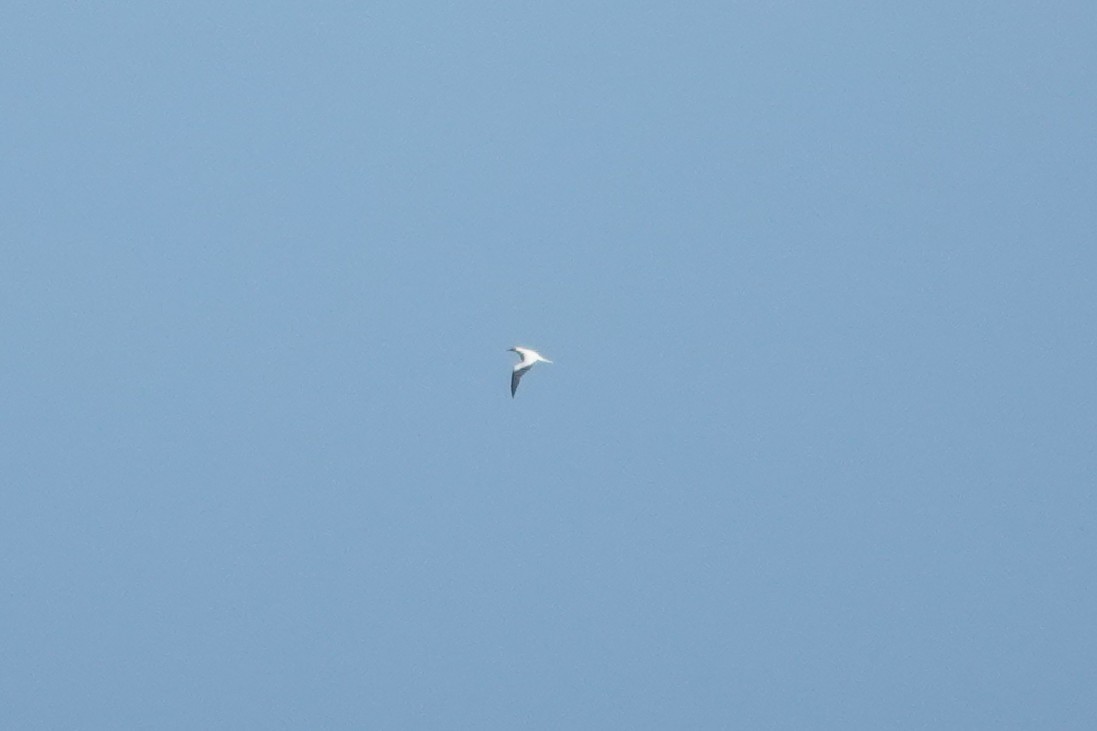 Red-footed Booby - ML636166388