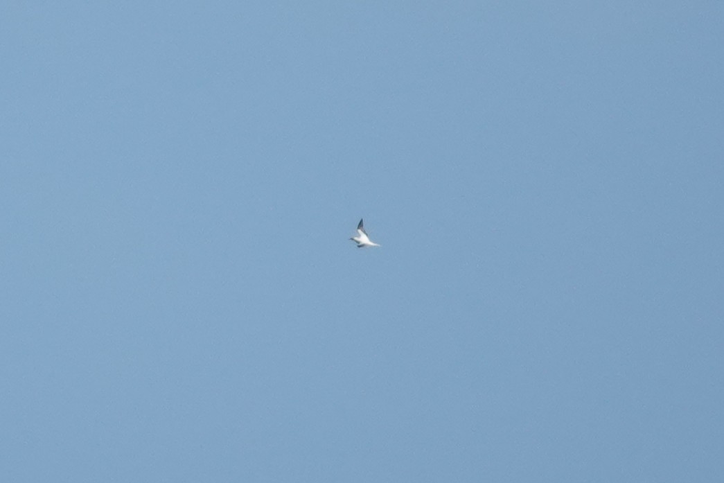 Red-footed Booby - ML636166389