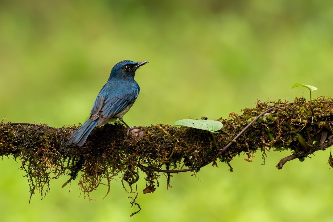 White-bellied Blue Flycatcher - ML636166404