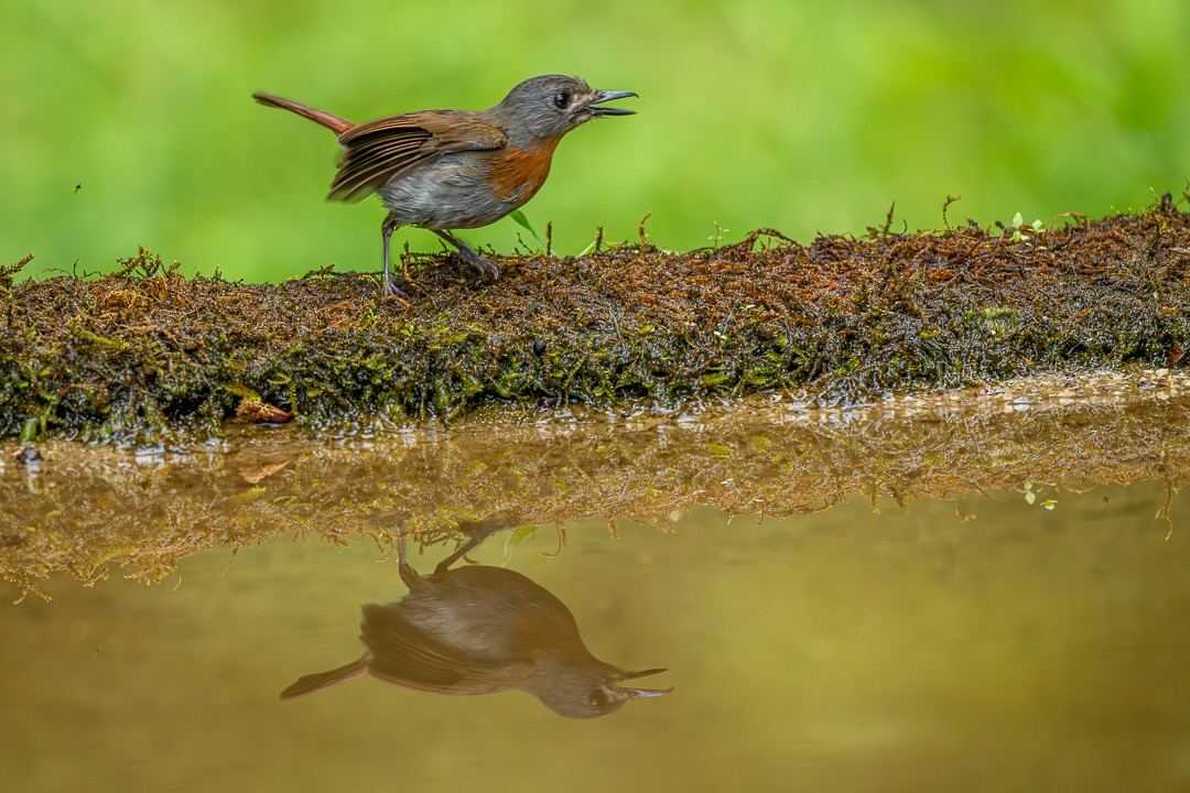 White-bellied Blue Flycatcher - ML636166413