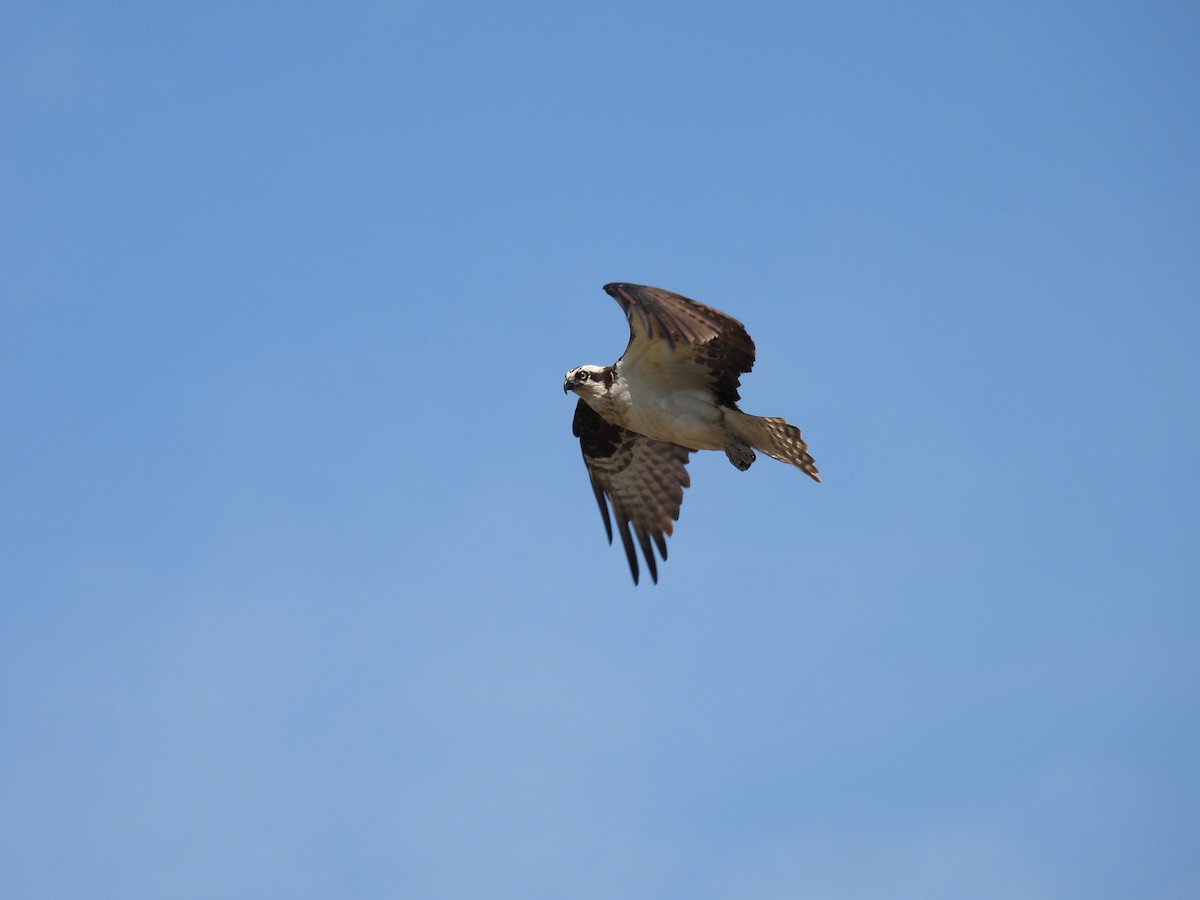 Osprey - ML636166432