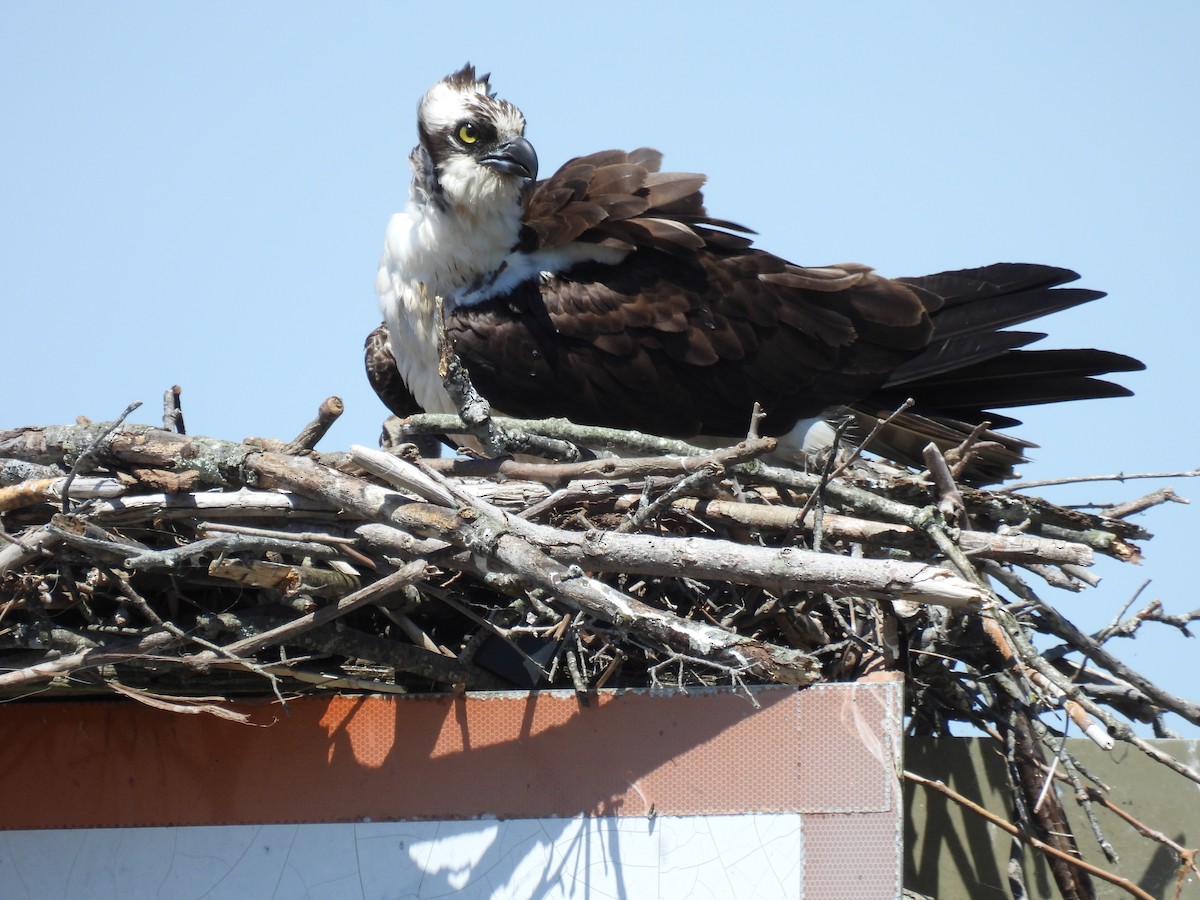 Osprey - ML636166433