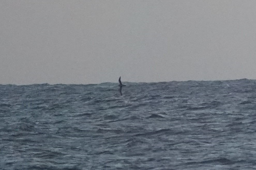 Wedge-tailed Shearwater - ML636166435