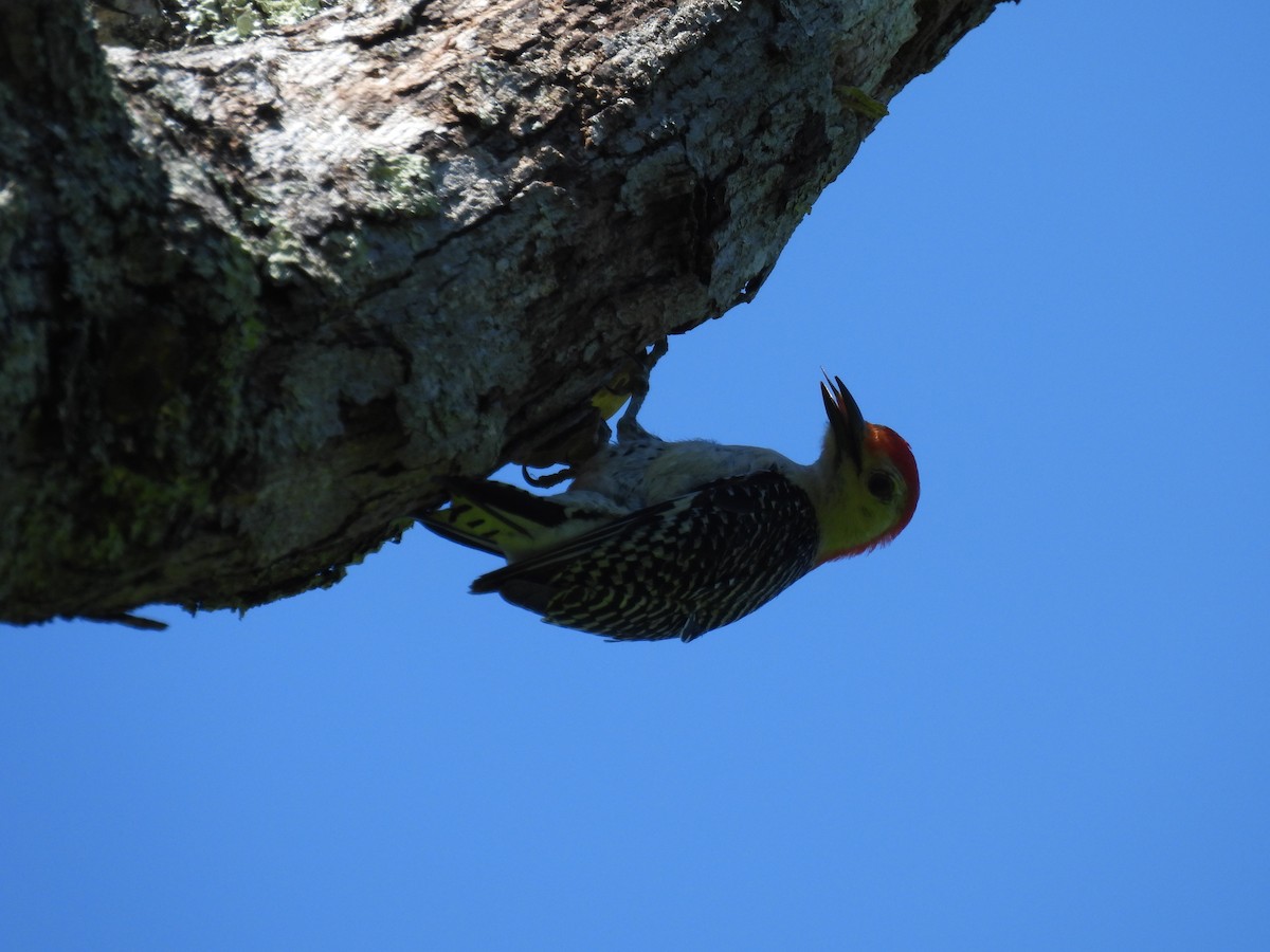 Red-bellied Woodpecker - ML636166450