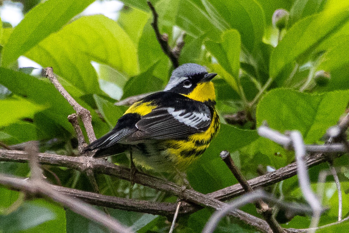 Magnolia Warbler - ML636166483