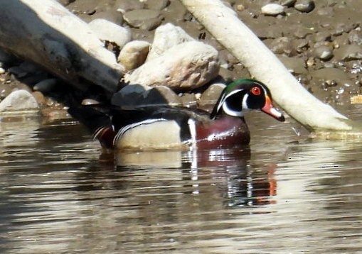 Wood Duck - ML636166499