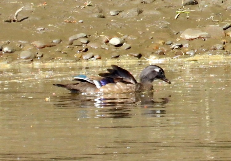 Wood Duck - ML636166504