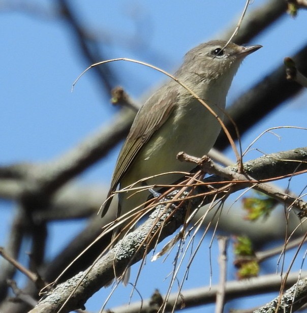 Warbling Vireo - ML636166517