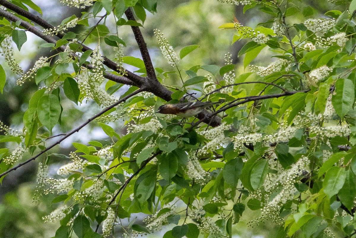 Bay-breasted Warbler - ML636166520