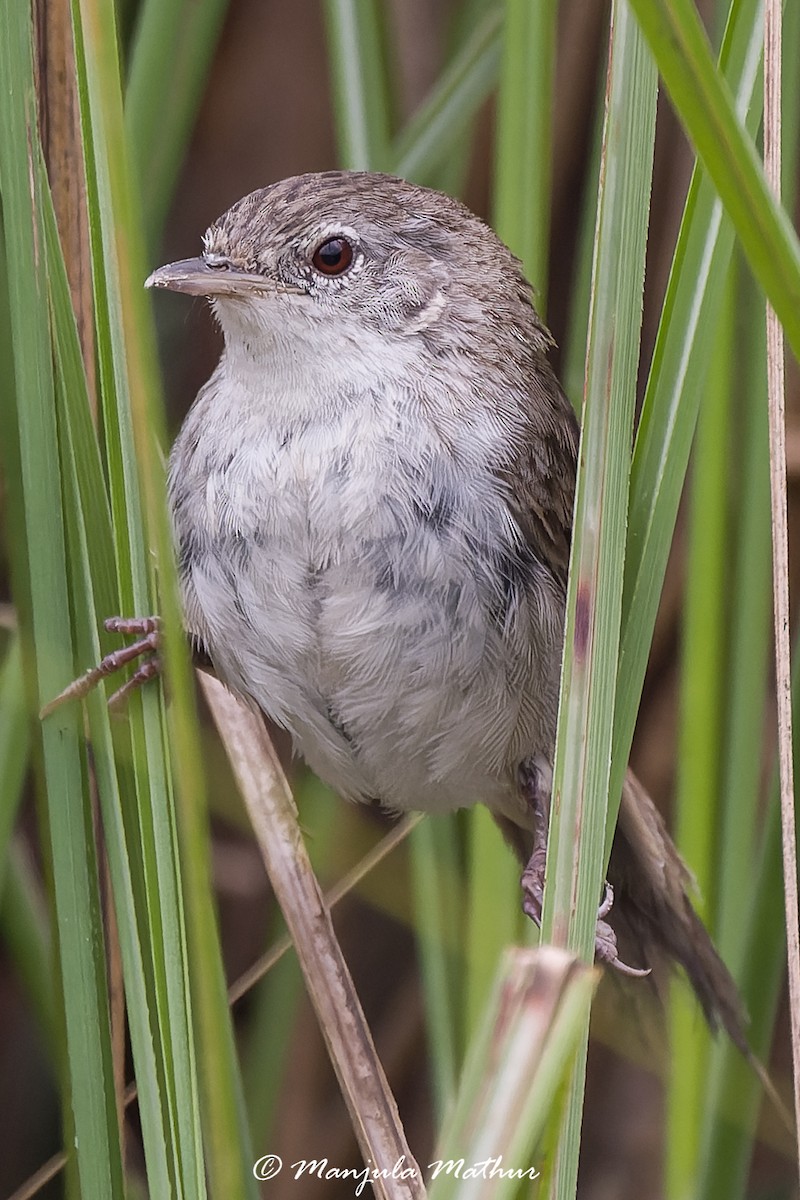 Swamp Grass Babbler - ML636166562