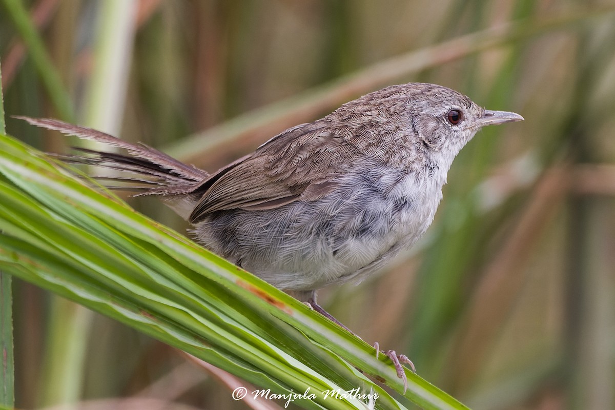 Swamp Grass Babbler - ML636166566