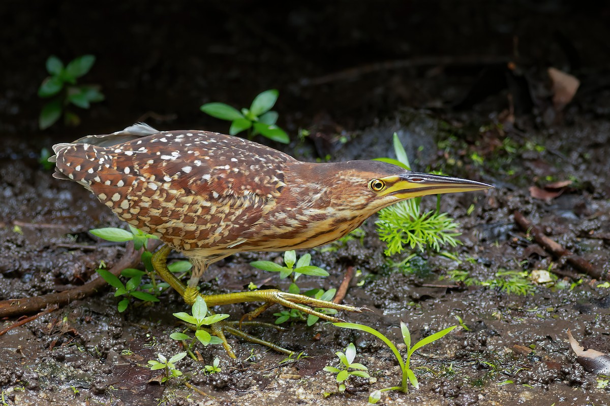 Schrenck's Bittern - ML636166598
