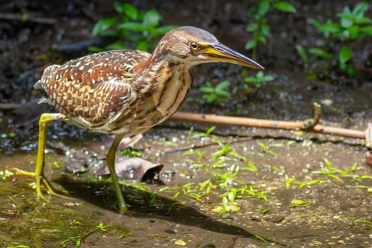 Schrenck's Bittern - ML636166615