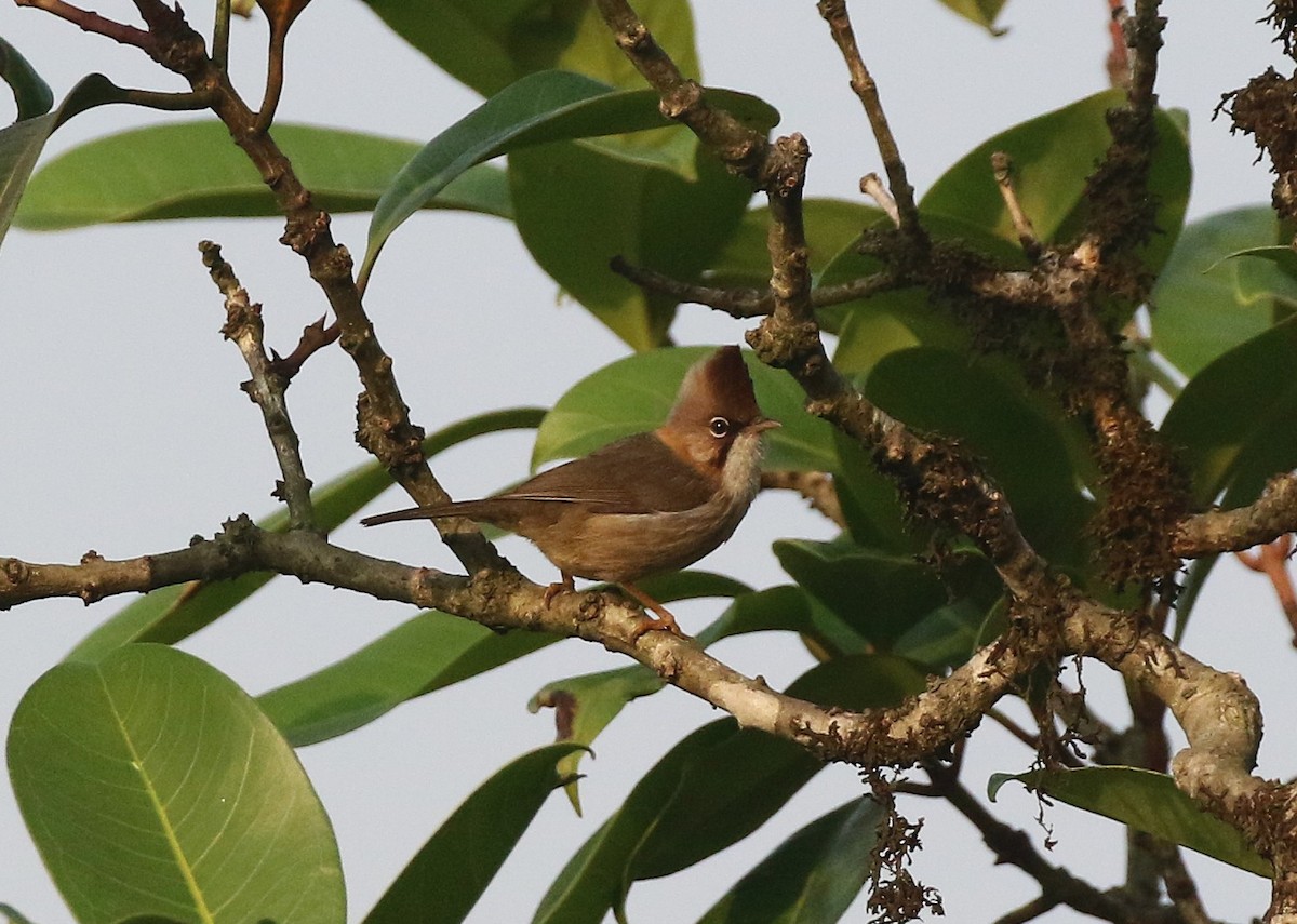 Yuhina Bigotuda - ML636166625