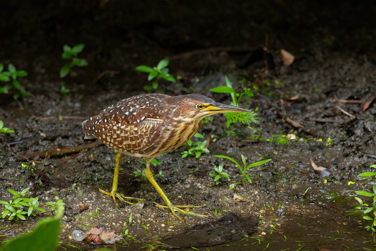 Schrenck's Bittern - ML636166627