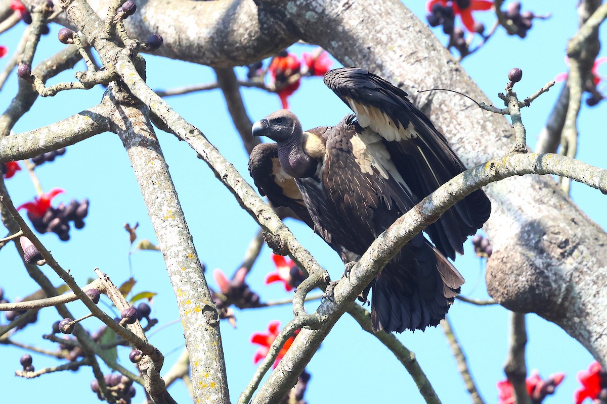 Slender-billed Vulture - ML636166659