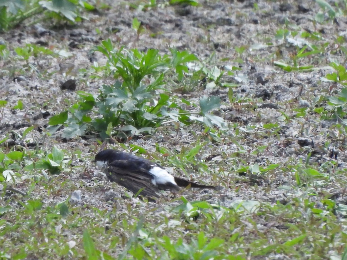Avión Común Occidental - ML636166666