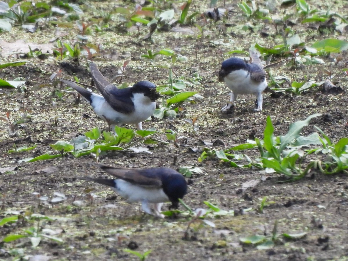 Avión Común Occidental - ML636166667