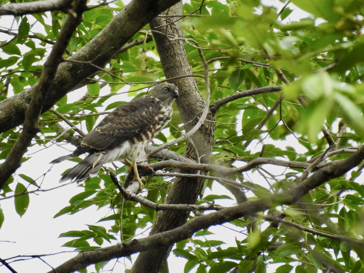 Shikra - ML636166740