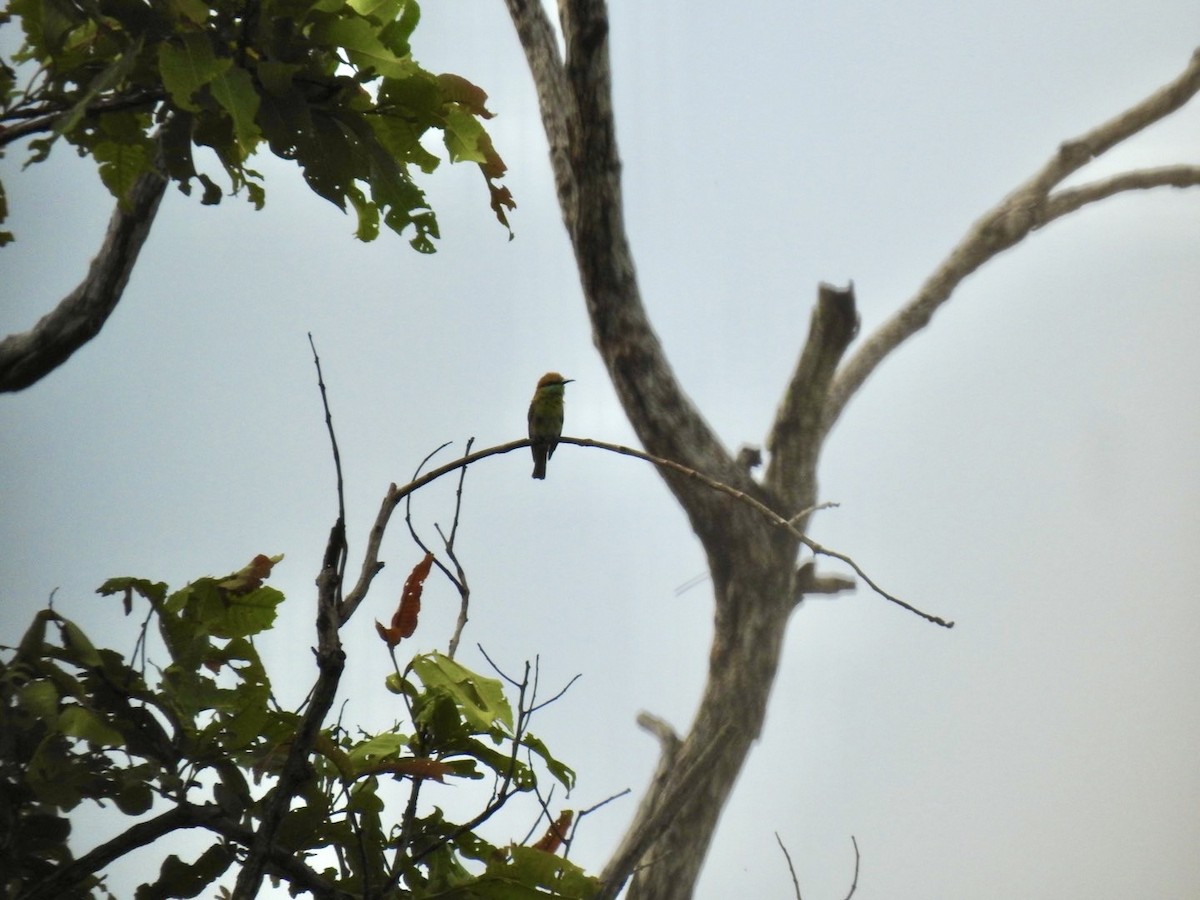 Asian Green Bee-eater - ML636166745