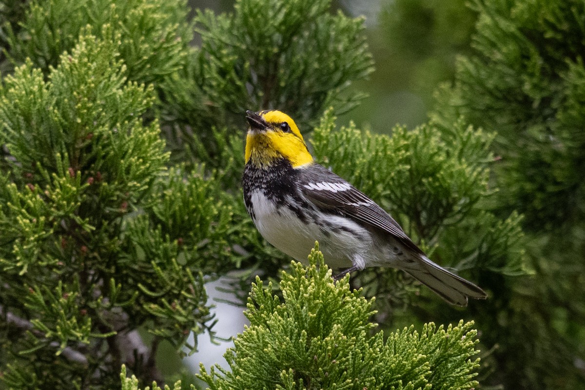 Golden-cheeked Warbler - ML636166753