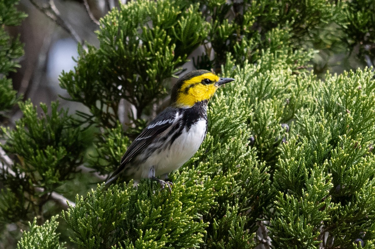 Golden-cheeked Warbler - ML636166754