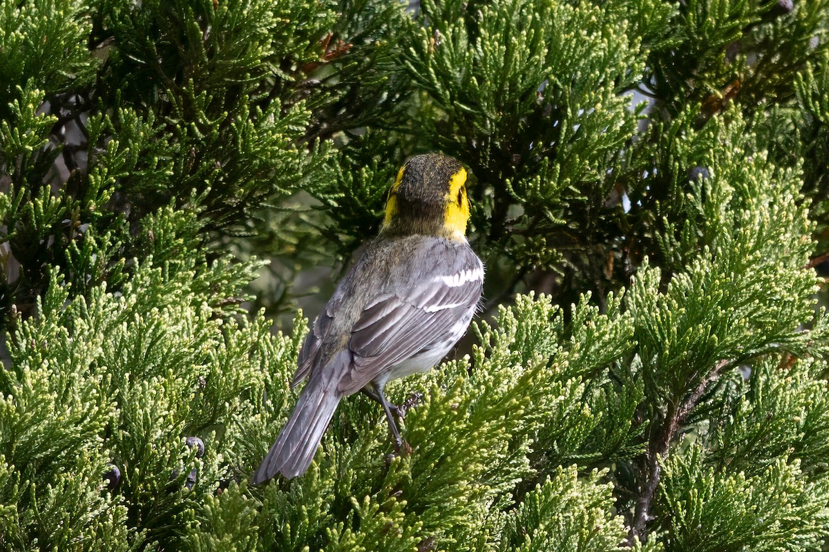 Golden-cheeked Warbler - ML636166755