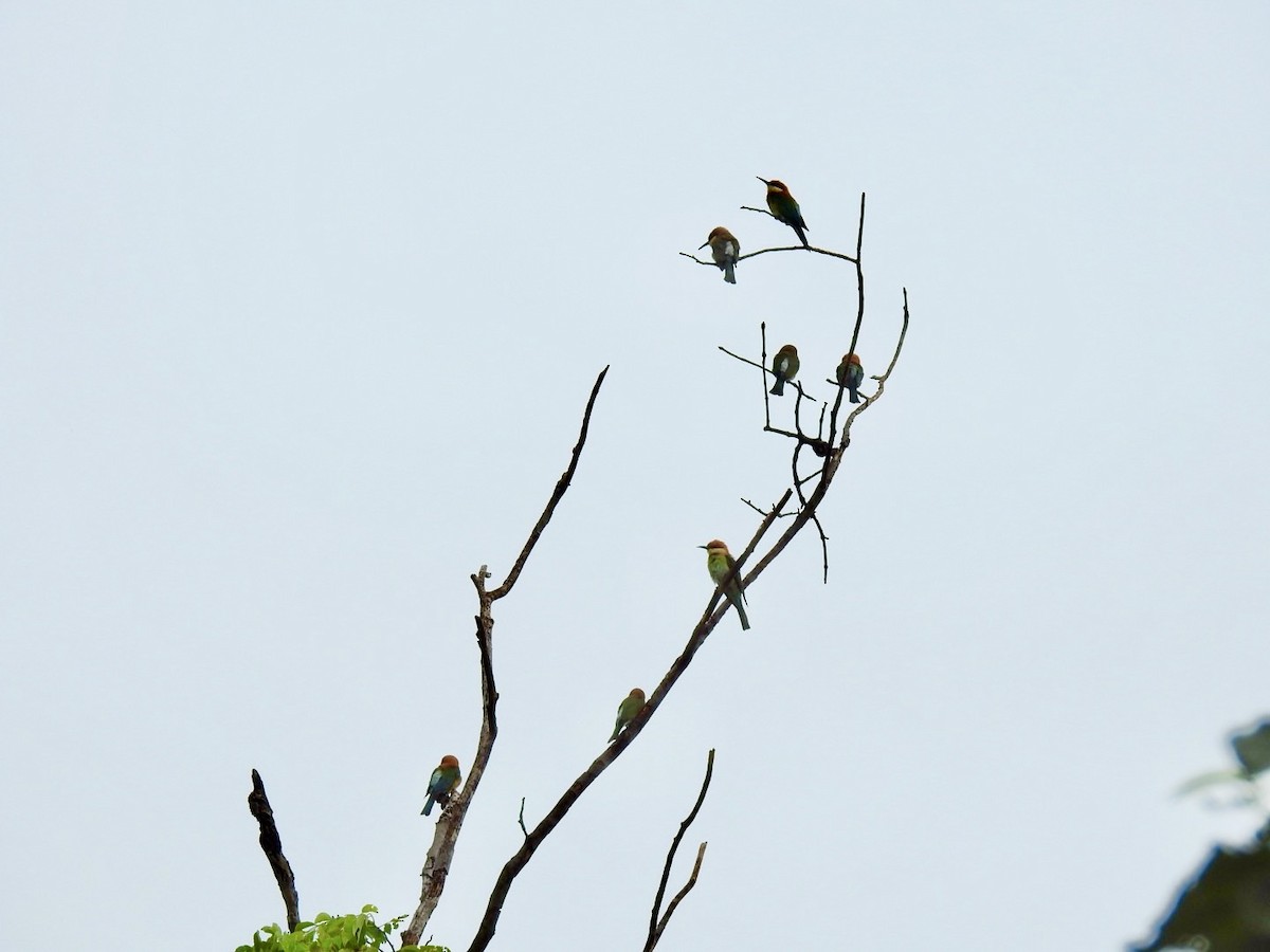 Chestnut-headed Bee-eater - ML636166766
