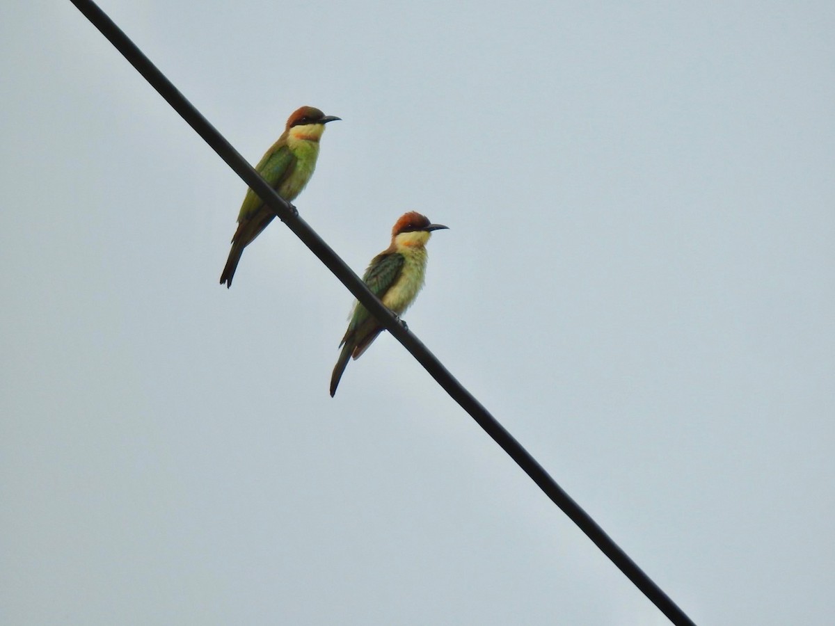 Chestnut-headed Bee-eater - ML636166767
