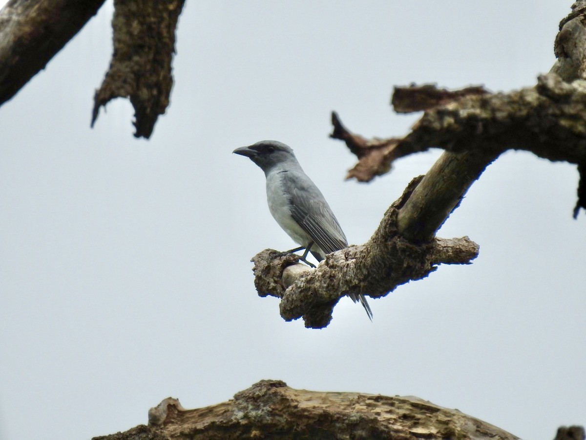 Oriental Cuckooshrike - ML636166786