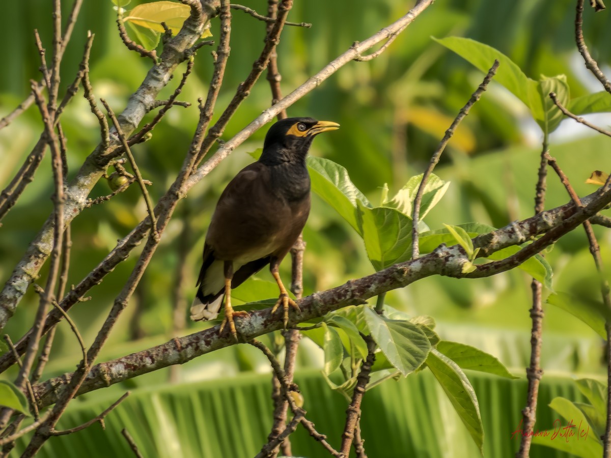 majna obecná - ML636166787