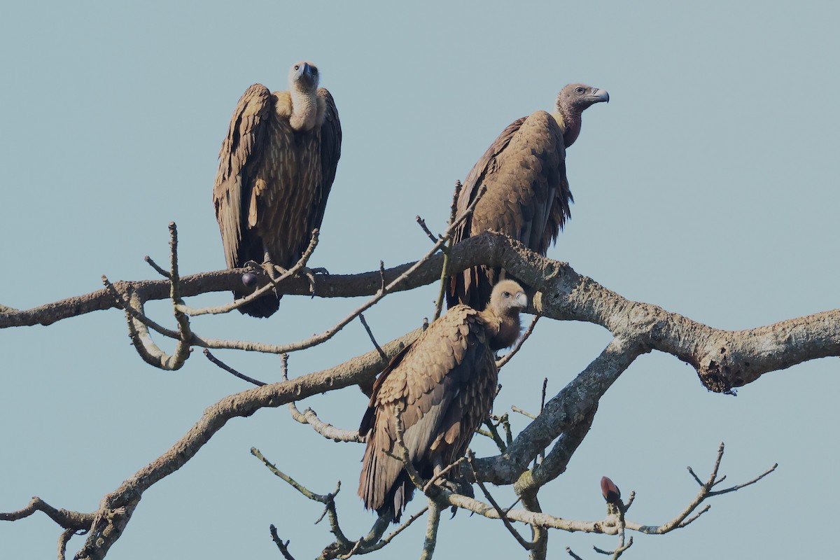 Slender-billed Vulture - ML636166789