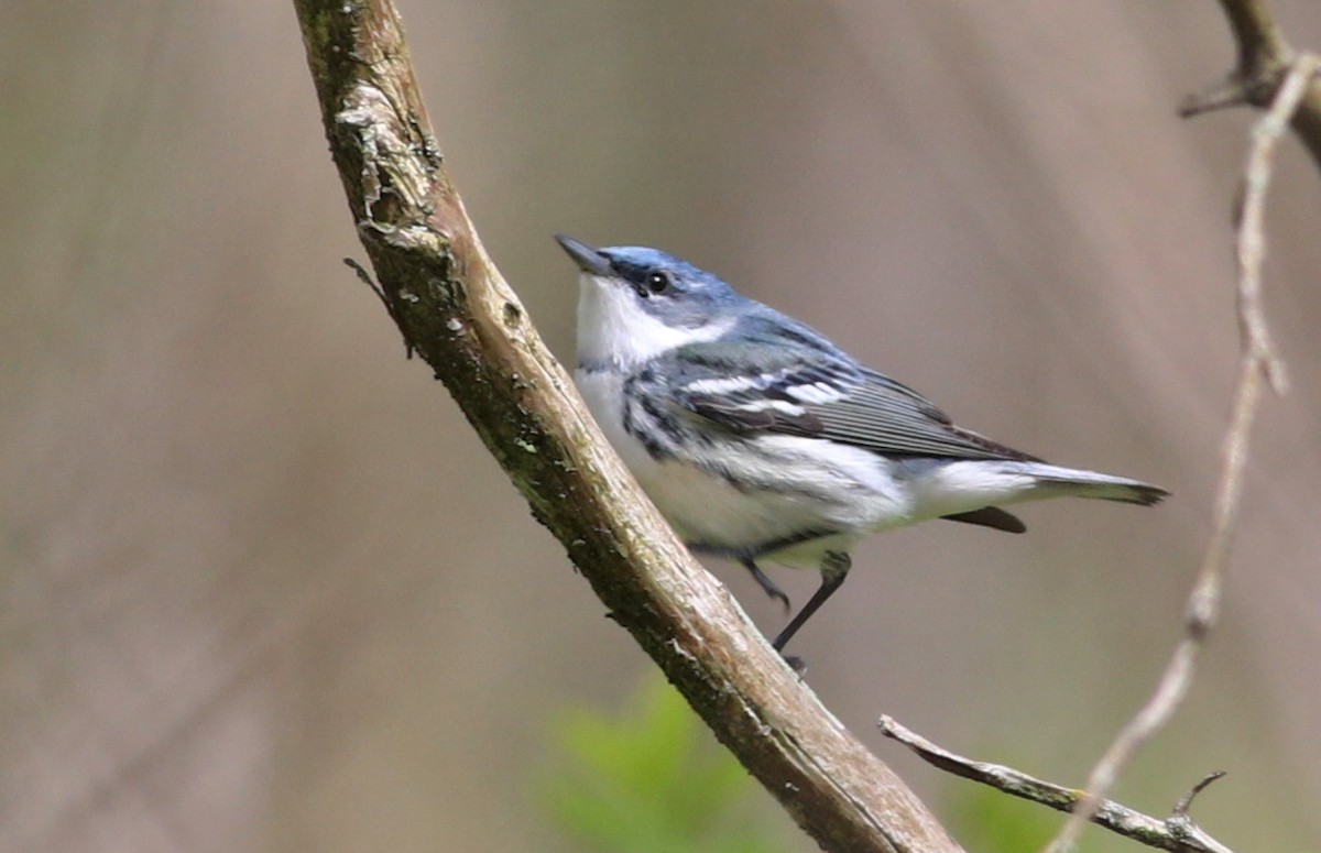 lesňáček modropláštíkový - ML636166795