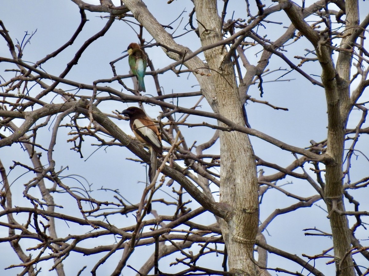 Rufous Treepie - ML636166797