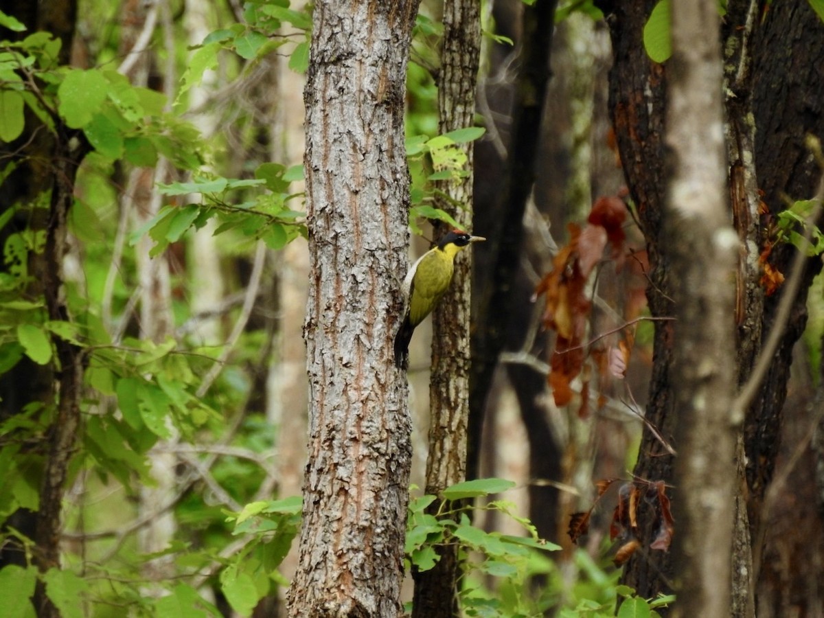Black-headed Woodpecker - ML636166801