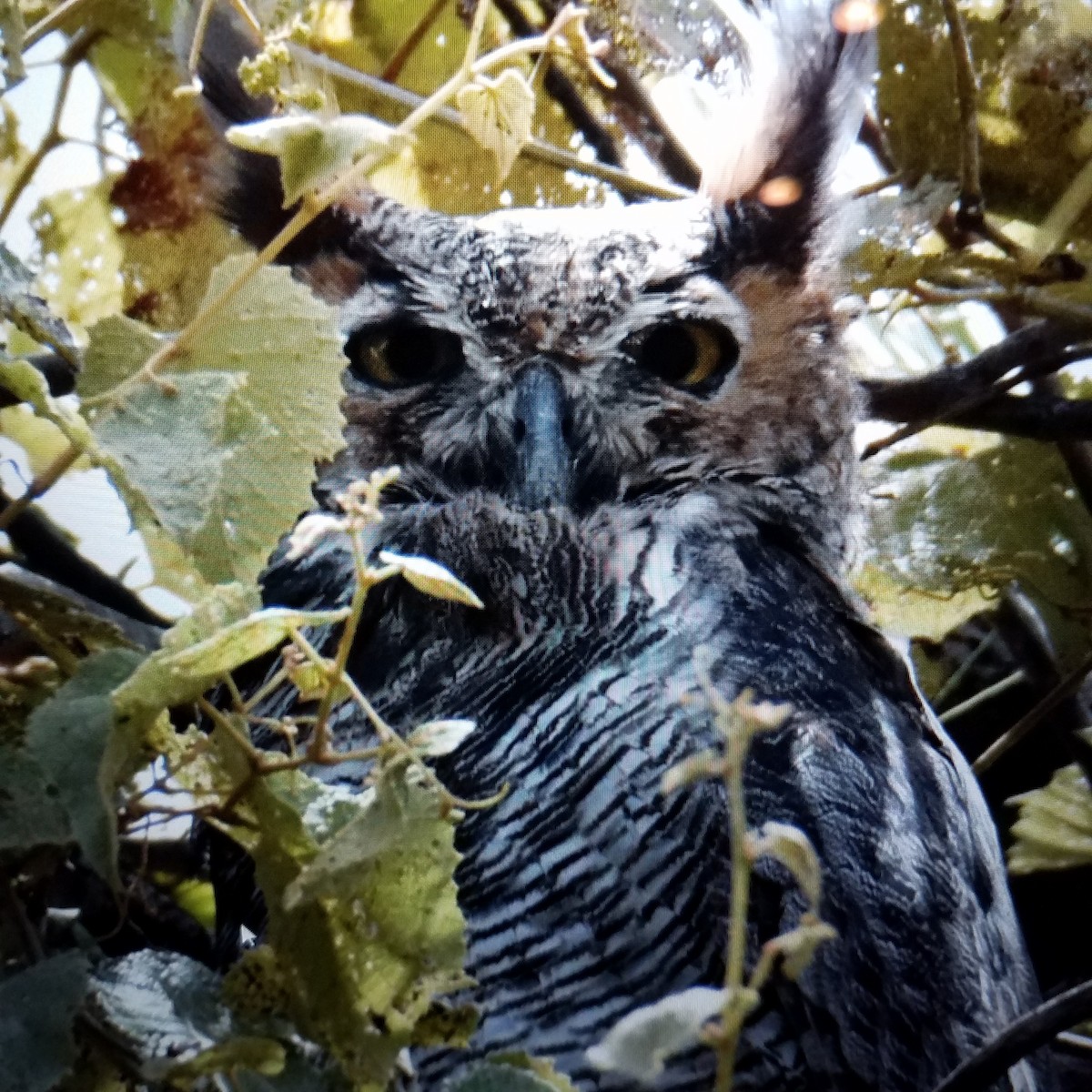 Great Horned Owl - ML63616681