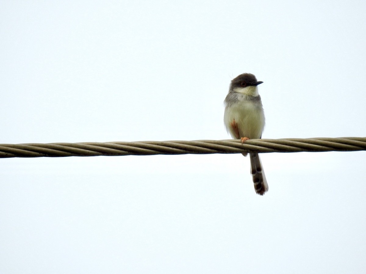 Gray-breasted Prinia - ML636166812