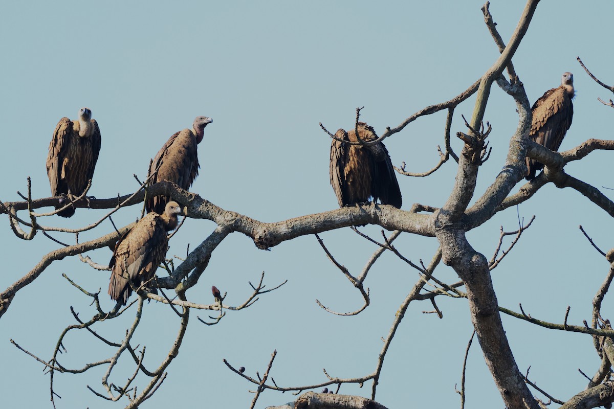 Slender-billed Vulture - ML636166819