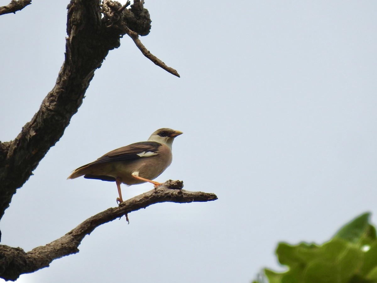 Vinous-breasted Myna - ML636166836