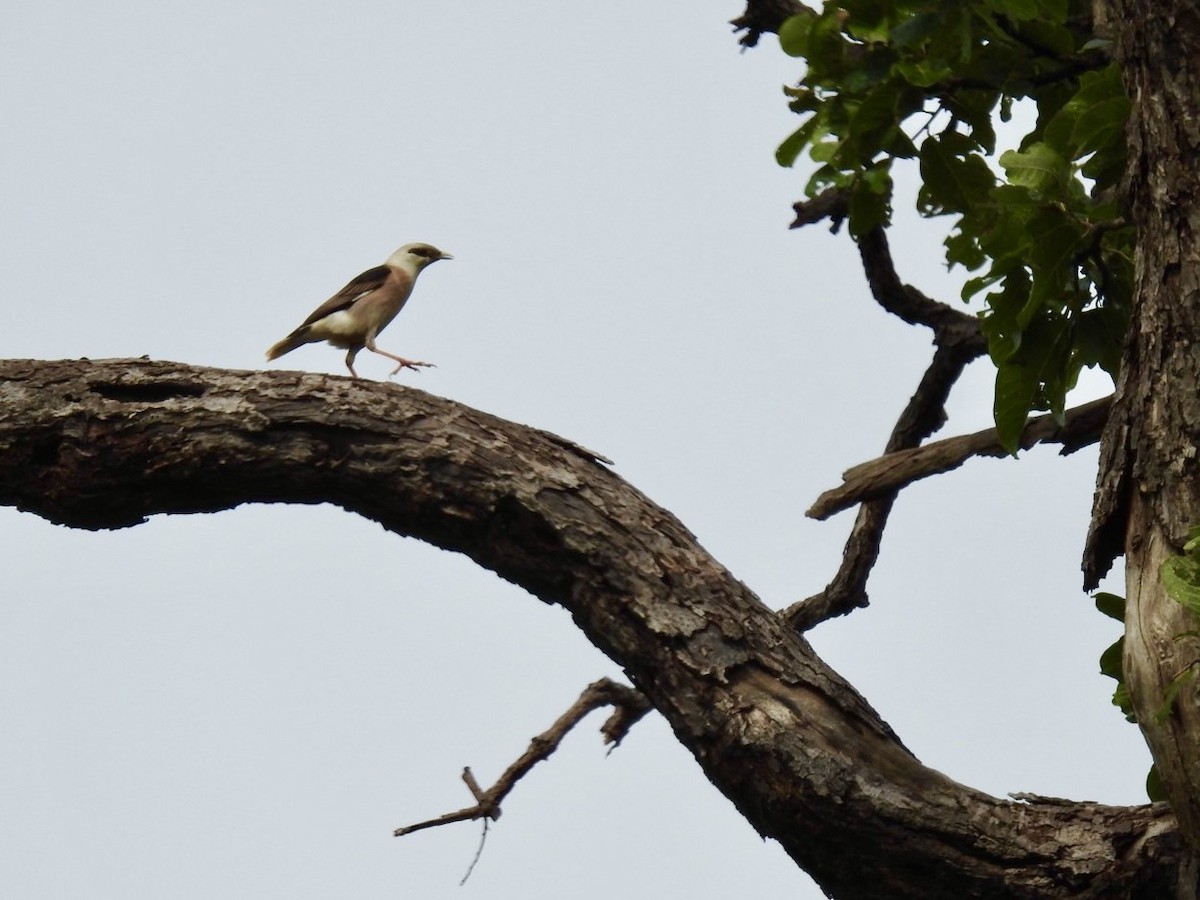 Vinous-breasted Myna - ML636166837