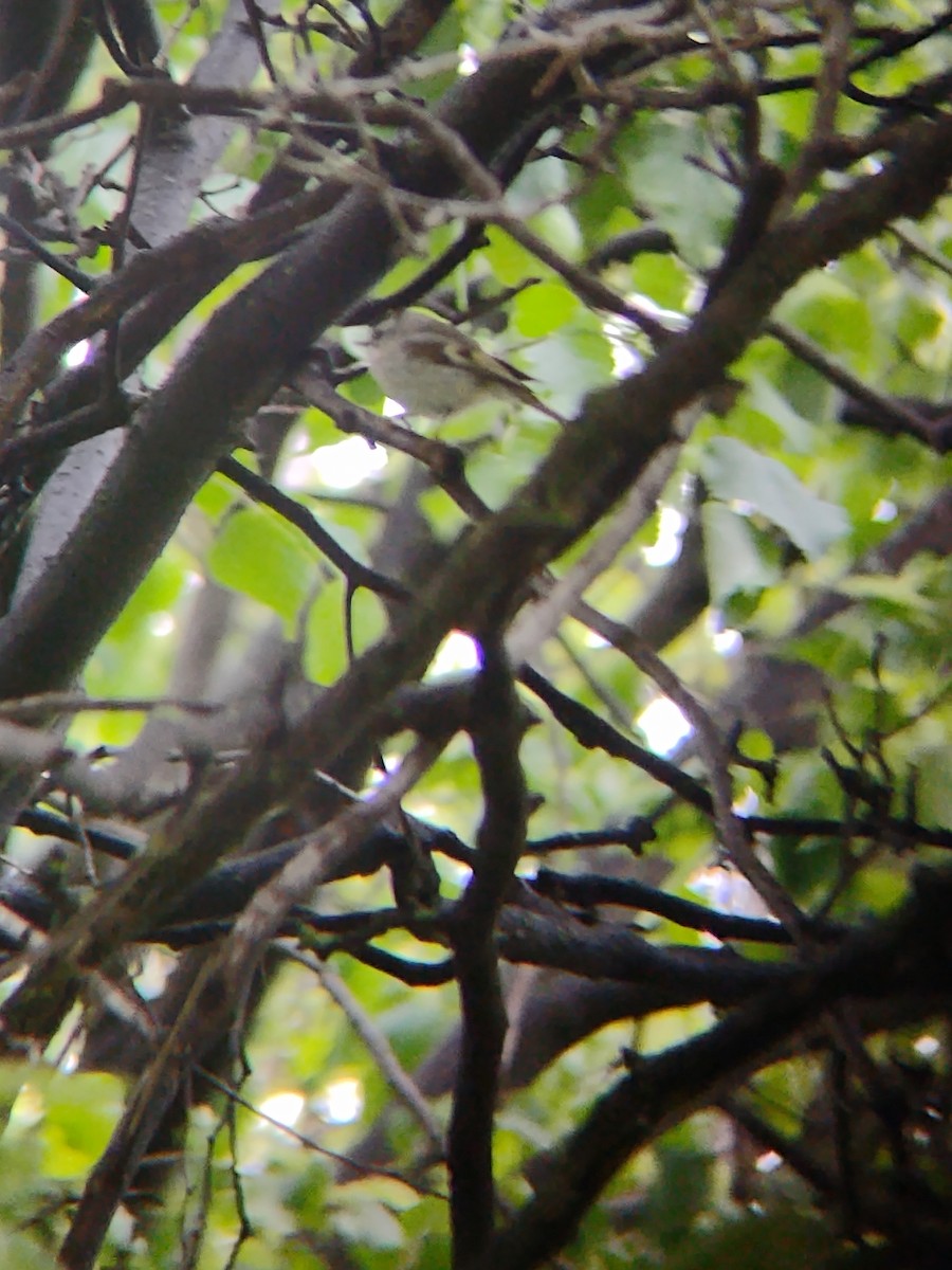 Golden-crowned Kinglet - ML636166868