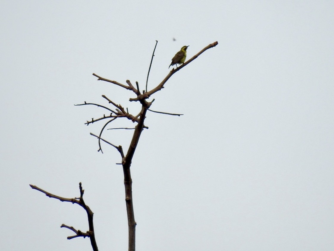 Purple Sunbird - ML636166869