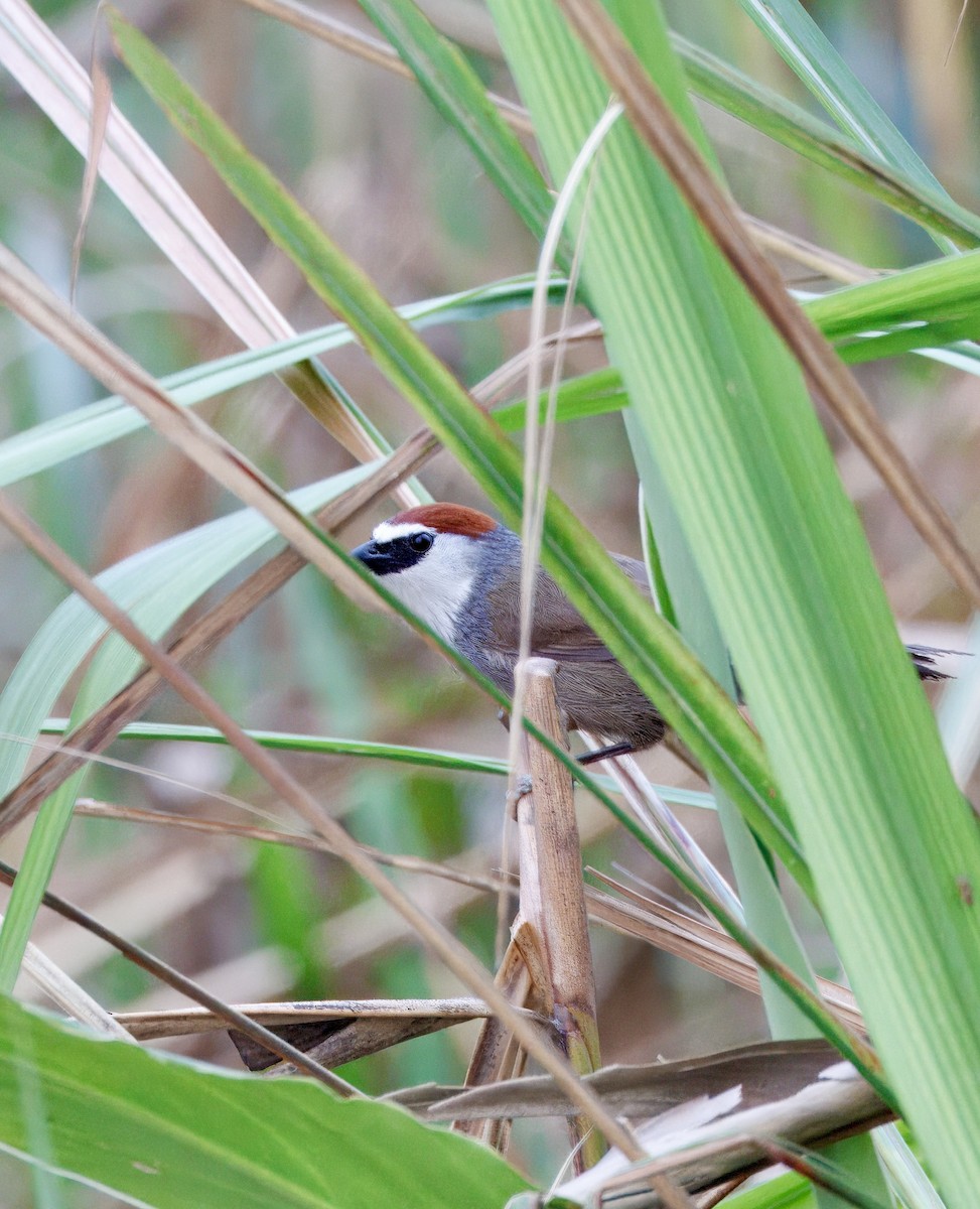 アカガシラチメドリ - ML636166935